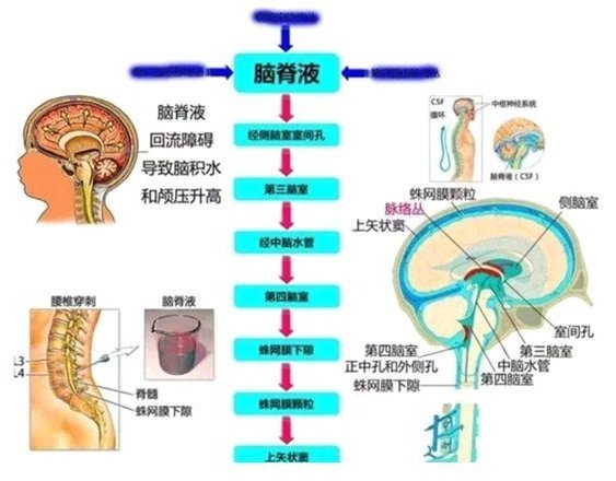 腦脊液循環與睡眠