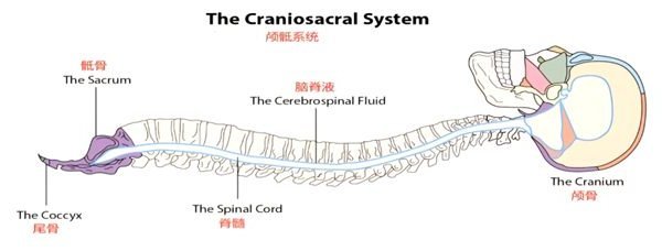 調節顱骶系統