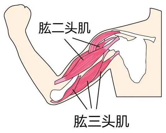肌肉能量技術