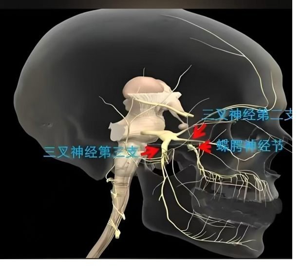 壓力性耳鳴與身體警報